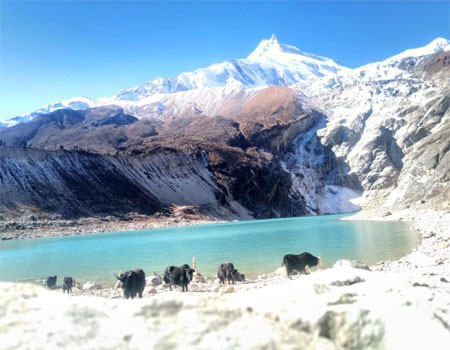 yaks close to birendra lake near the manaslu base camp, mt. manaslu and blue sky in the background in october