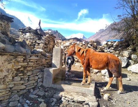 horse drinking water directly from the tap and clear view on the background