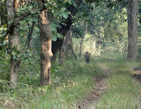 Jungle safari tour in Nepal