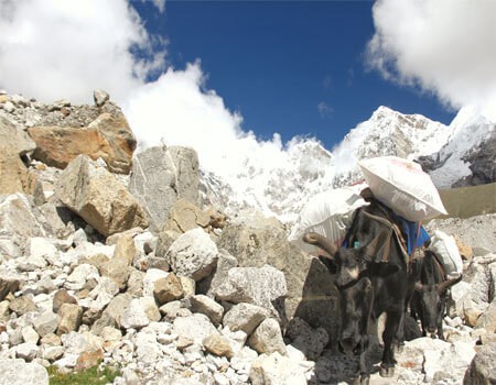 yak carring climbing stuff, blue sky and mountains in a clear day in march