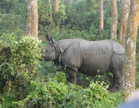 Jungle safari in Nepal