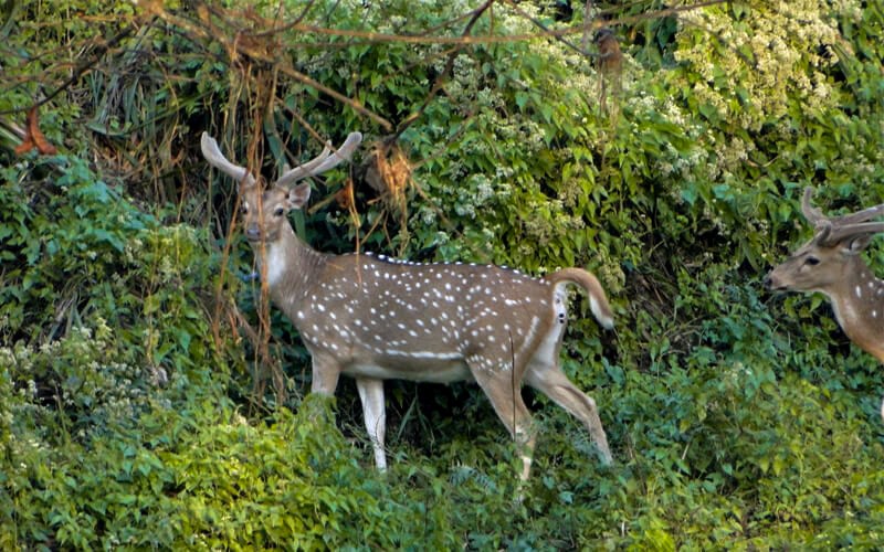 Chitwan jungle safari tour