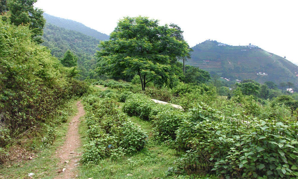 crossing through dense forest, open part comes towards kritipur anter the champadevi hill visit.
