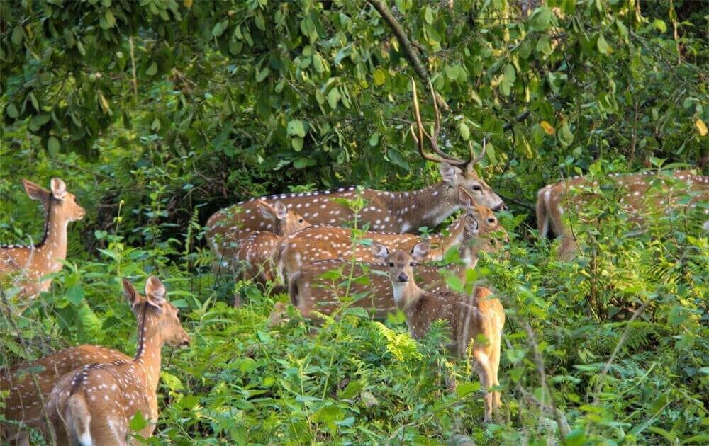 spotted deer in chitwan national park on chitwan jungle safari tour