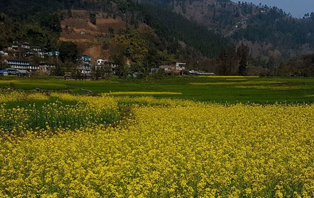 mustard field in village on homestay fishing tour.