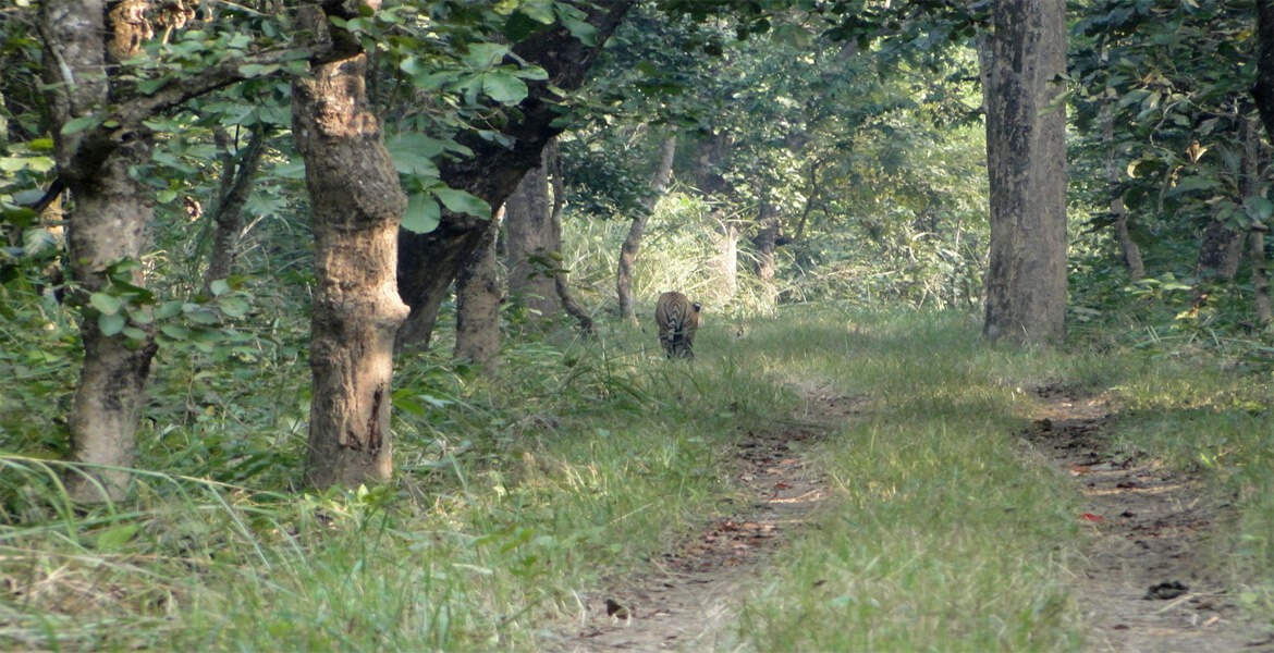 Jungle safari tour in Nepal