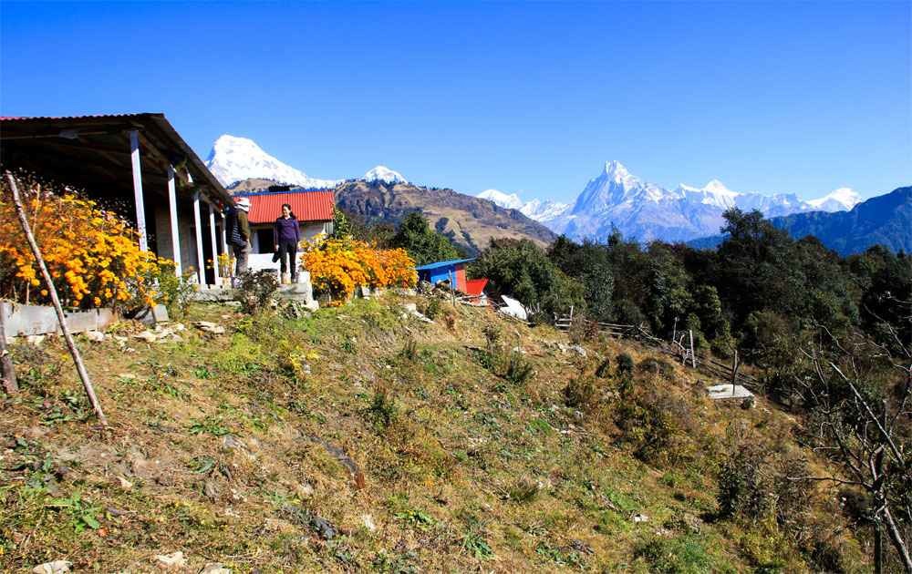 Magnificent view of white mountains of Annapurna Himalayas from Taprang Danda during Mohare Danda Trek.