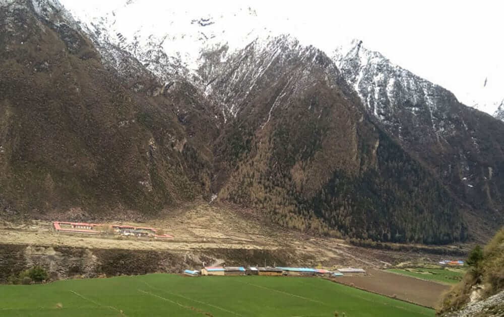 oat field, monastery and the snow on tsum valley trek.