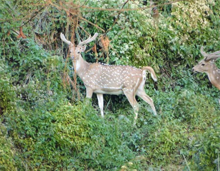 spotted deers stay in a big group in the chitwan national park